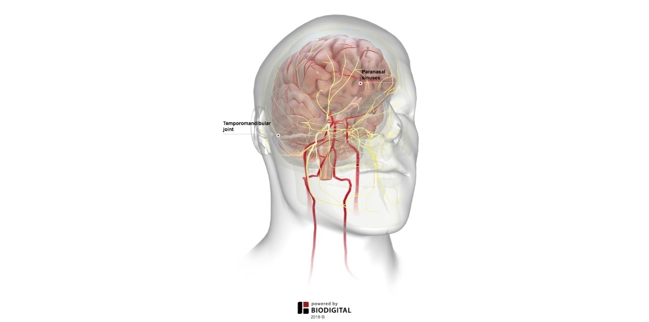 3D Tour - Migraine Peripheral Sensitization
