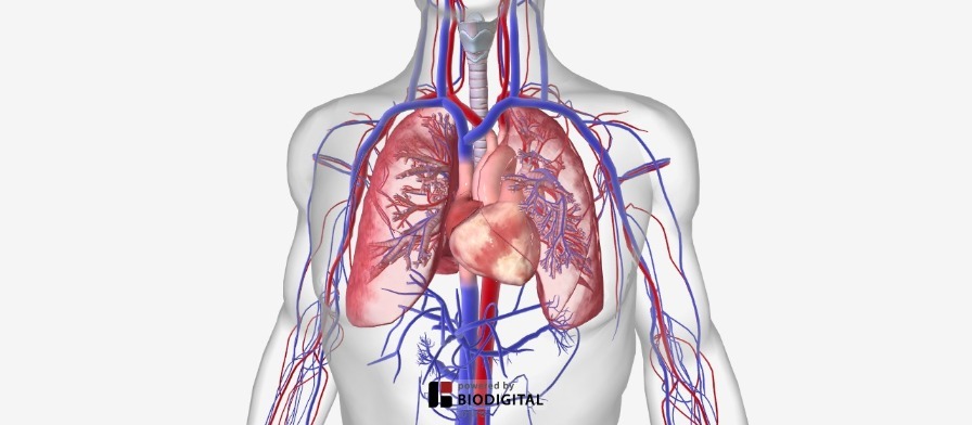 3D Tour of Breathing with Beating Heart