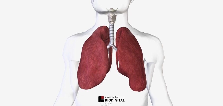 3D Tour of Pulmonary Aspergilloma